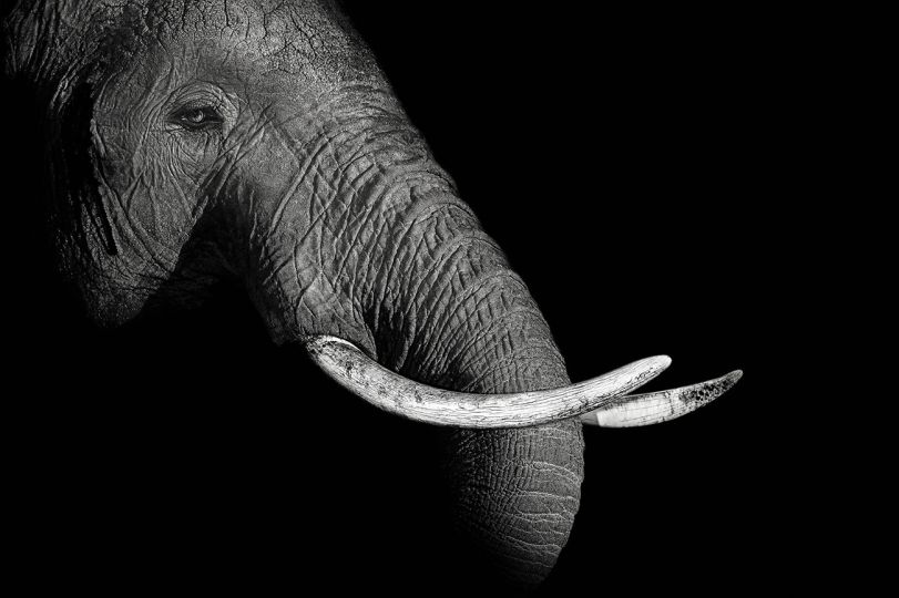 Into the Darkness Part III [Elephant Dream] © 2016 Kyriakos Kaziras courtesy Phot'Aubrac