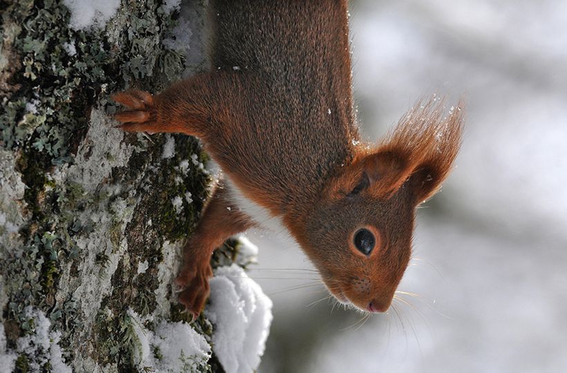 Phot'Aubrac 2021 : Animal Photographers - The Eye of Photography Magazine