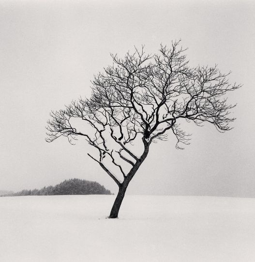  Blackstone Hill Tree [Hokkaido, Japan] © 2020 Michael Kenna courtesy Galerie Camera Obscura [edition 25, 20 cm x 20 cm, tirage argentique par l'auteur]