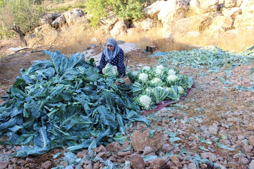 Vivien Sansour, Cauliflower harvesting season, Hebron, 2020 © Vivien Sansour. Palestine Heirloom Seed Library