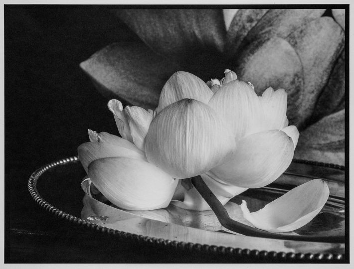 Vera Mercer Lotus on silver plate Platinum Print, Omaha 2020 © Vera Mercer