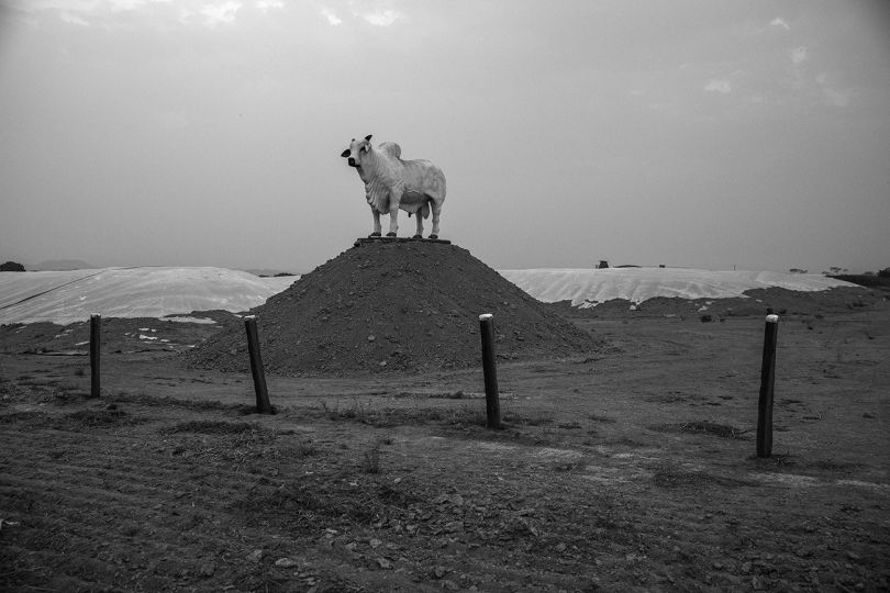 A statue of an ox indicates the entrance of a cattle farm in Peixoto de Azevedo in northern Mato Grosso, along the BR-163 highway, Brazil, on 13 September 2019. The region has been deforested to make way for gold mining, livestock pasture and soybean plantations. The BR-163 links the city of Cuiabá to Santarém. In recent years, it became the main corridor for the export of soy produced in Mato Grosso. © Lalo de Almeida