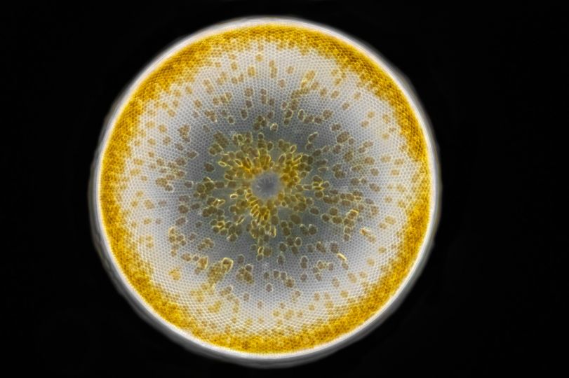 Planktonium – Short film and photo series about the unseen world of living microscopic plankton
Diatom Coscinodiscus -
Photo Jan van IJken