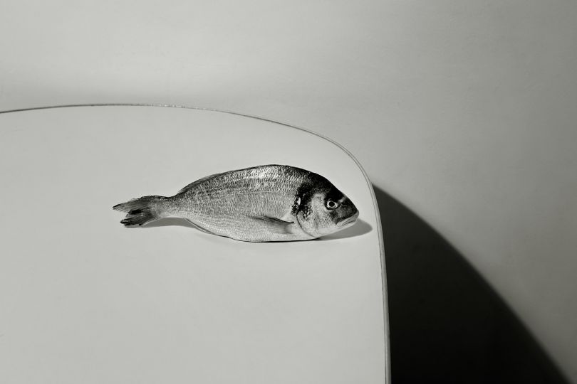 Still Fish © Mario Ermoli 