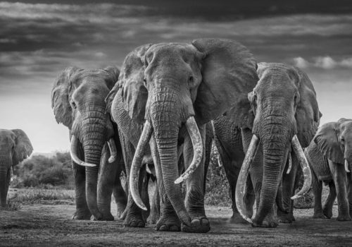 A. Galerie : David Yarrow – Changing Lanes
