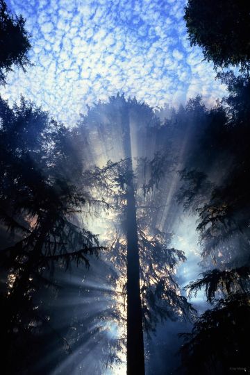 Jay Maisel : Trees - The Eye of Photography Magazine