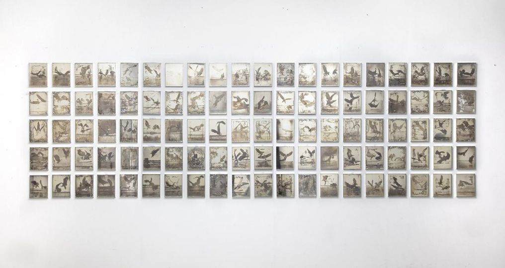 Matthew Brandt, Eagles, 2017-2019. Daguerreotypes made from American Silver Eagle coins and glass, 10 x 8 inches each. Courtesy of the Artist © Matthew Brandt