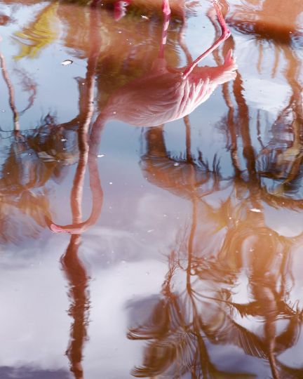 Anastasia Samoylova, Flamingo Reflection, 2018 © Anastasia Samoylova - Courtesy Galerie Caroline O'Breen