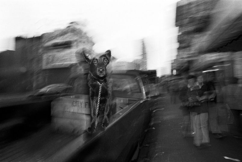 SAN FRANCISCO, CALIFORNIA, USA, 1981 A dog rides in the back of a pickup truck through the streets of the Mission District at dusk. © Ed Kashi - Courtesy Kehrer Verlag