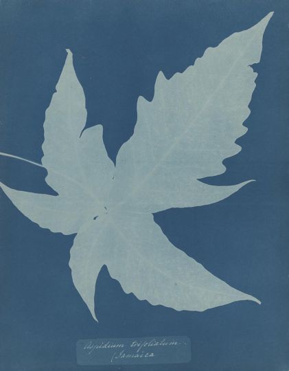 Anna Atkins (English, 1799-1871) 