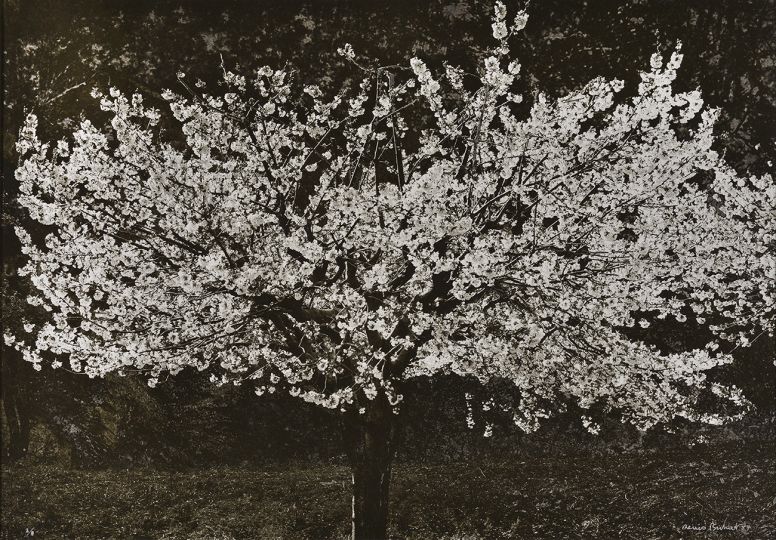 Cerisier en fleurs 1988 © Denis Brihat - Courtesy Galerie Coutaz