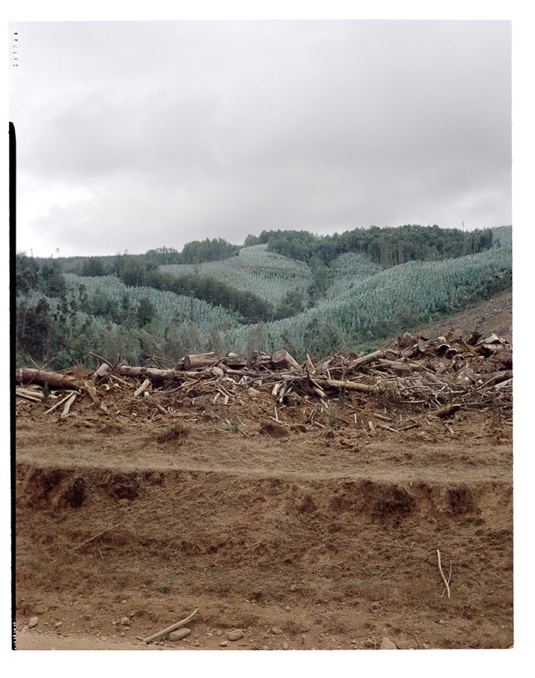 Arles 2022 : Ritual Inhabitual : Forêts Géométriques - Luttes en territoire Mapuche