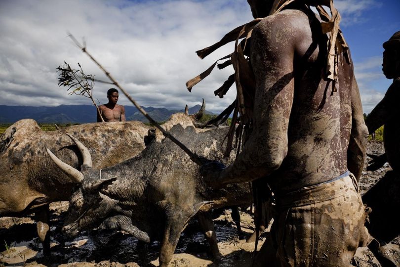 MANAMBARO, MADAGASCAR, 2010 Rice farmers prepare their field for planting by using zebu (cattle) to soften the muddy earth so the young rice shoots will take hold deeper in the soil. © Ed Kashi - Courtesy Kehrer Verlag