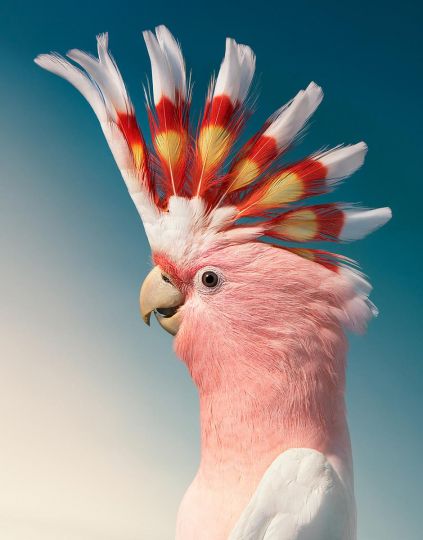 Major Mitchell's Cockatoo, 2021 © Tim Flach – Courtesy Echo Fine Arts
