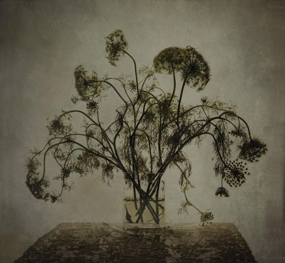 Etherton Gallery : Kate Breakey : Transience - The Eye of Photography ...