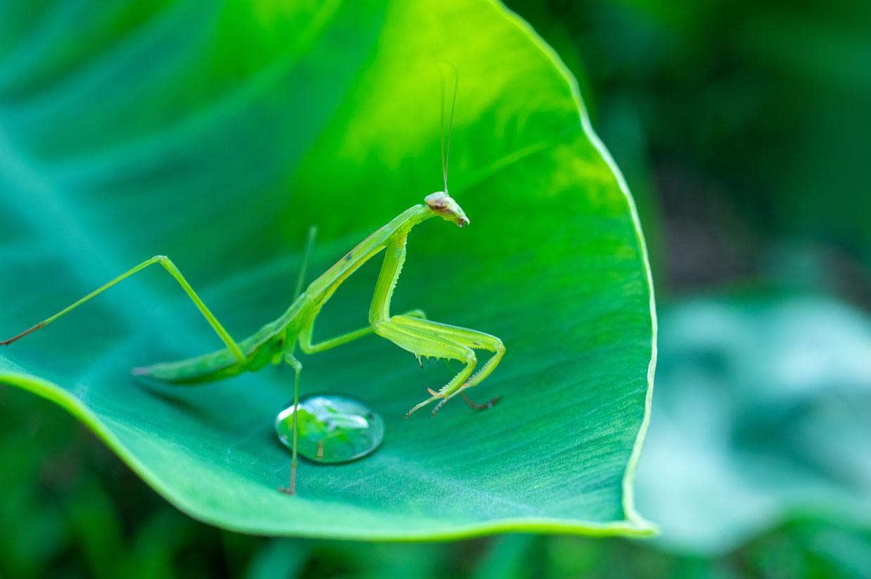 Image of Beautiful Brown Praying Mantis Full Body In A Pebble Tiles  Background-JZ979482-Picxy