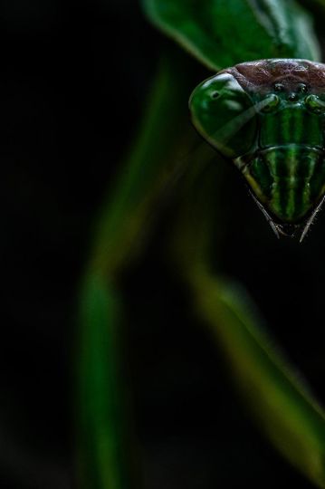 Mantis Religiosa © Yutaka Takahashi – Courtesy Helio