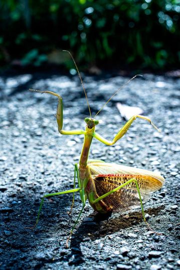 Mantis Religiosa © Yutaka Takahashi – Courtesy Helio