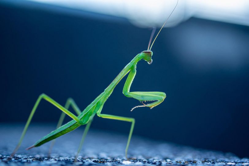 Mantis Religiosa © Yutaka Takahashi – Courtesy Helio