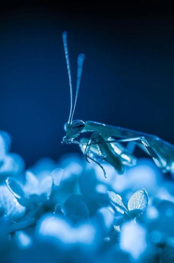 Mantis Religiosa © Yutaka Takahashi – Courtesy Helio