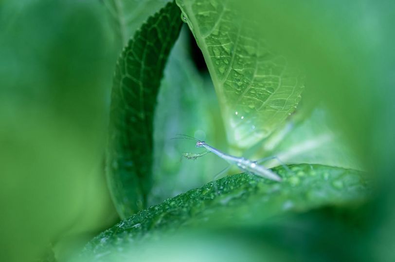 Mantis Religiosa © Yutaka Takahashi – Courtesy Helio