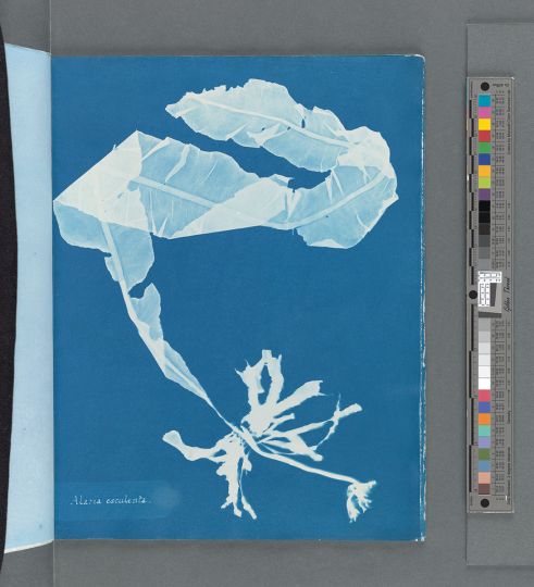 Anna Atkins, Alaria esculenta, from Photographs of British Algae: Cyanotype Impressions, 1849–50 © The New York Public Library
