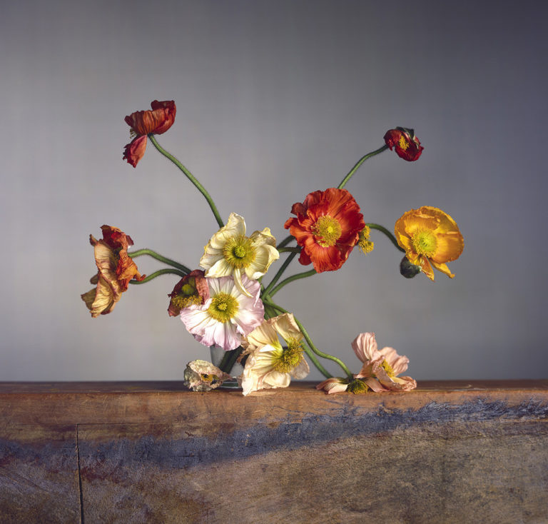 Hamiltons Gallery : Richard Learoyd & Irving Penn : Flowers