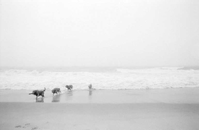 Dogs in the Fog (White Album series), 2022 © Christophe von Hohenberg – Courtesy M & M Fine Art