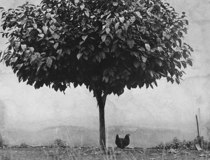 Édouard Boubat, la poule et l’arbre 1950