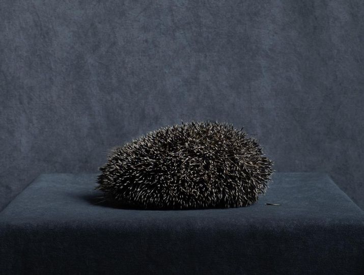 Hedgehog, Veurne, 2019 © Stephan Vanfleteren I Courtesy Gallery FIFTY ONE