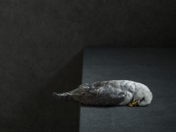 Northern fulmar, Veurne, 2019 © Stephan Vanfleteren I Courtesy Gallery FIFTY ONE