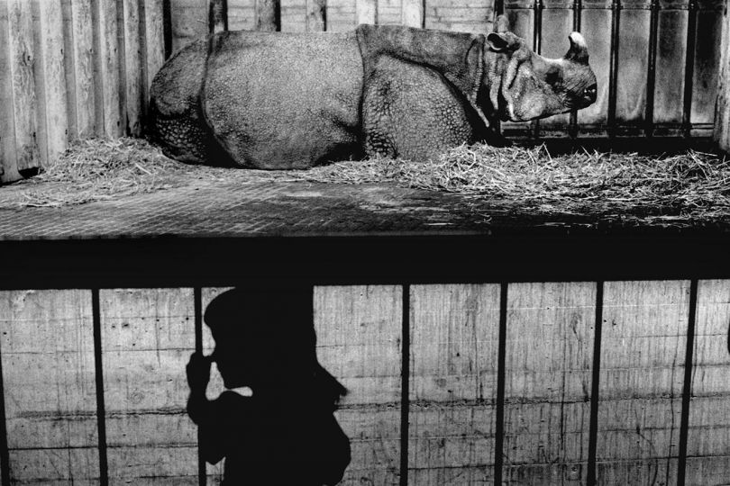 Zoo de Bâle  1979 © Bernard Descamps