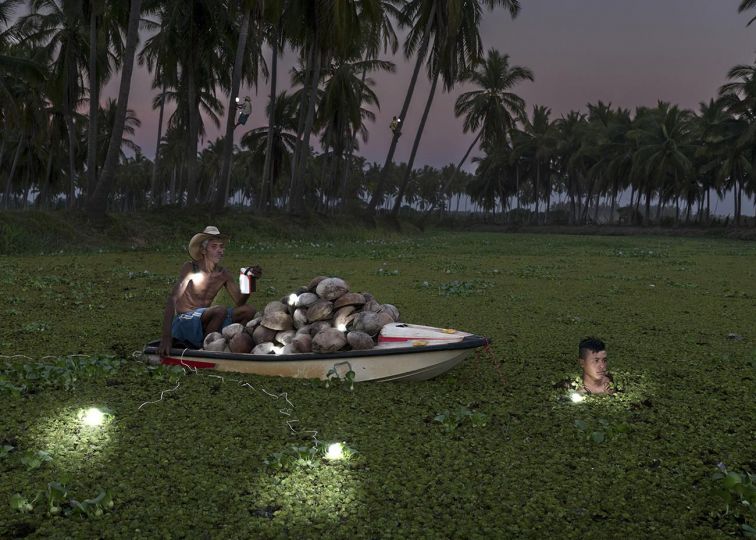 Cristobal Cespedes Lorenzo transporte sa cueillette de noix de coco le soir © Rubén Salgado Escudero
