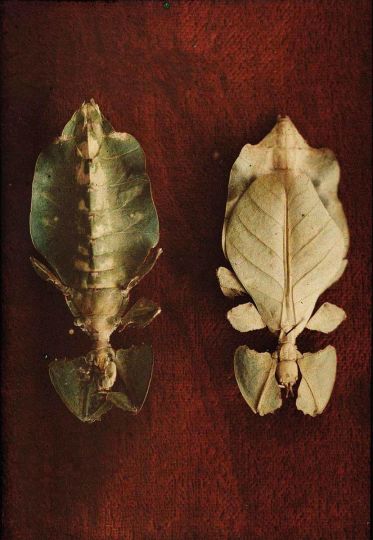 ANONYME - Autochrome d’entomologie, phasmes-feuilles, vers 1908 © Collection AN