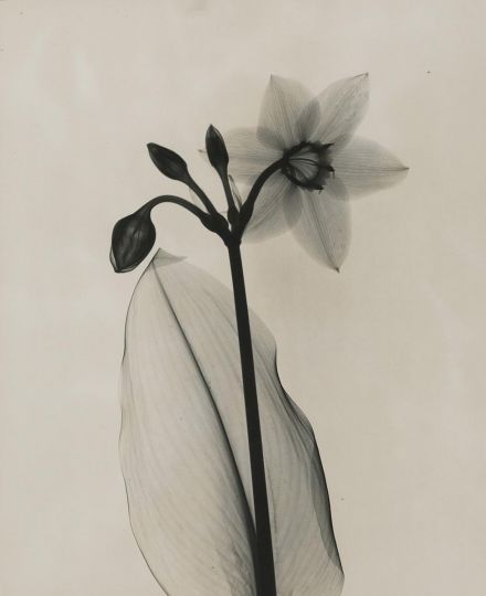 Joseph Bellows Gallery : The Gift of Flowers : X-ray photographs by Dr ...