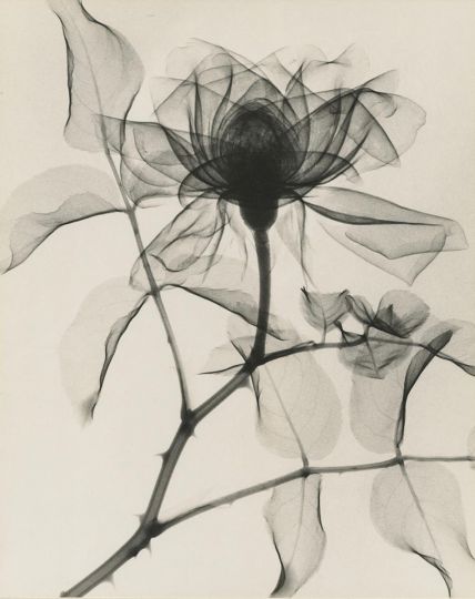 Joseph Bellows Gallery : The Gift of Flowers : X-ray photographs by Dr ...