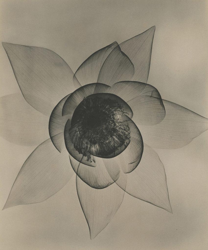 Joseph Bellows Gallery : The Gift of Flowers : X-ray photographs 