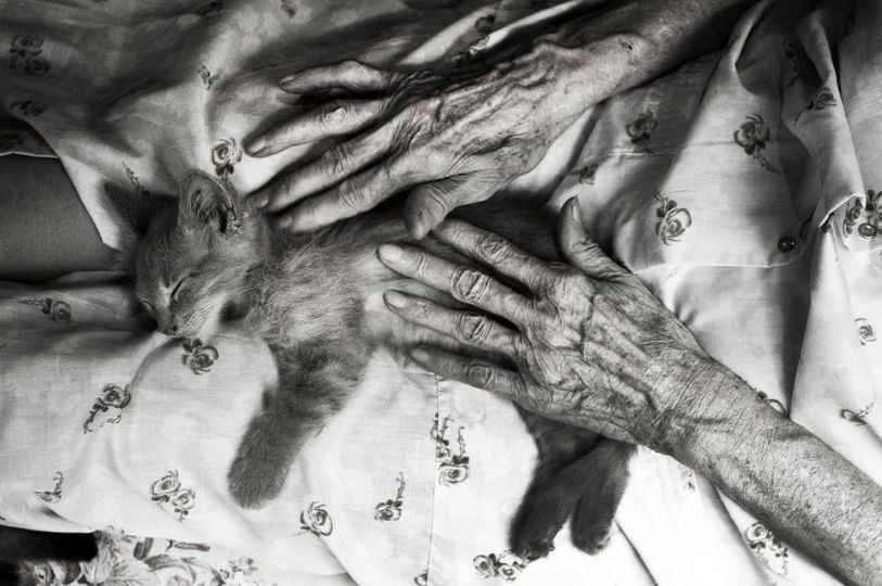 A kitten sleeps in Madje Steber's lap at her home in Austin, Texas. Madje always loved cats. As her memory loss grew, she would leave doors open and wild cats would come in and take up residence in her home, bringing their kittens into a safe harbor. I always loved my mother's hands. She had long fingers and played the violin. She was a scientist. © Maggie Steber - Courtesy Leica Gallery Los Angeles