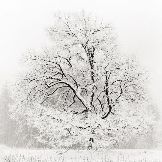 Jeffrey Conley 1969 - Grand Oak in Snow, 1991/Printed 2011 © Jeffrey Conley / courtesy of Peter Fetterman Gallery (26898