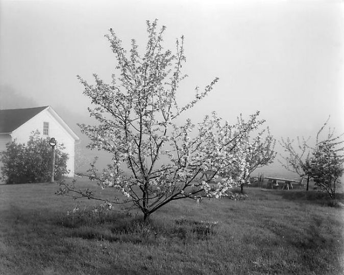John Szarkowski (United States, b. 1925-2007) - Young Stayman Winesap in Bloom, c. 1985/Printed 2007 © Estate of John Szarkowski / courtesy of Peter Fetterman Gallery