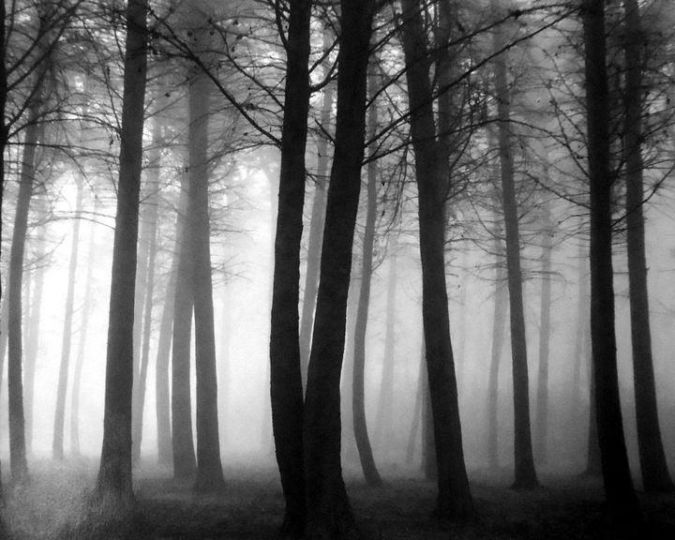Don Worth 1924-2009 - Trees and Fog, San Francisco (Plate 14), 1962/Printed 2002 © Estate of Don Worth / courtesy of Peter Fetterman