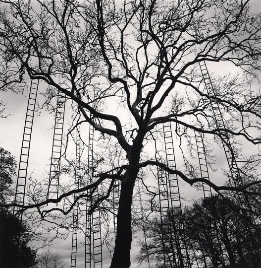 Domaine de Chaumont-sur-Loire, Study 4, France. 2022 © Michael Kenna - Courtesy of the artist