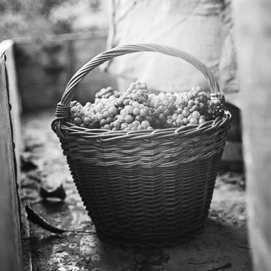 Fotohof : Heinz Cibulka : Stammersdorf Fries 1972/2018 - The Eye of ...