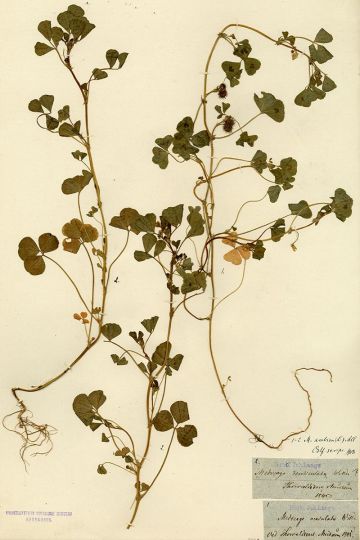 Crystal Bennes, Medicago maculata, 2022, 31 x 46 cm, courtesy de l’artiste