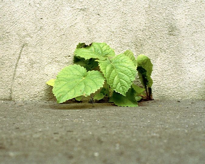 Edith Roux, Sans titre (tilleul ou Tilia et jeune pousse de pissenlit Taraxacum section ruderalia), série Minitopia, 2007, 45 x 56 cm, courtesy de l’artiste