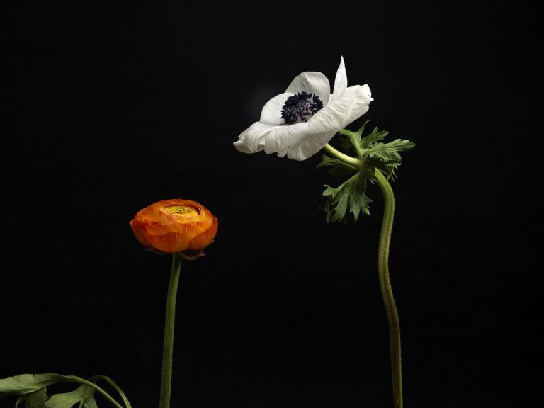 Galerie La Loge : Joëlle Dollé : La Vie des Fleurs