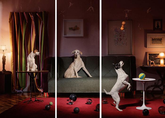 Galerie Catherine Edelman : Francesco Pergolesi : Attention au chien