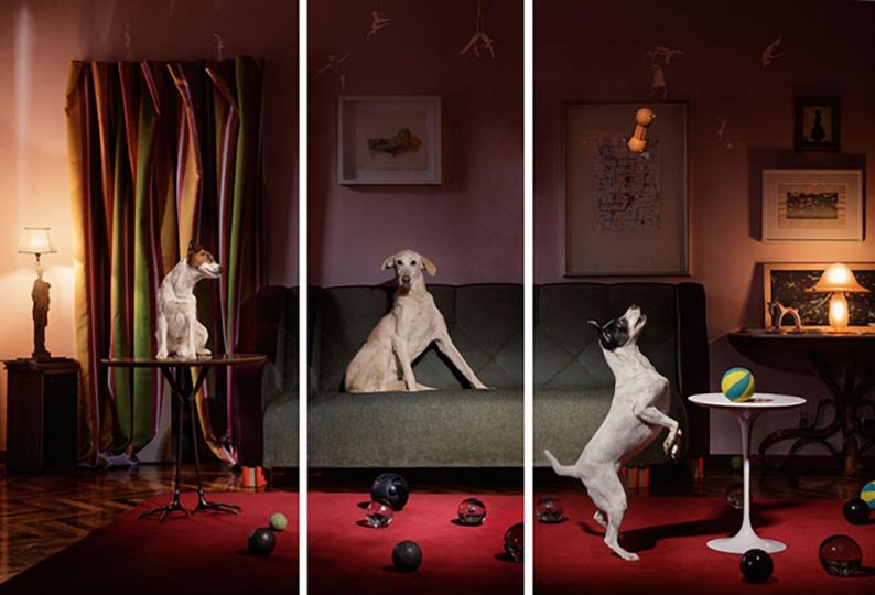 Dog circus, 2021 © Francesco Pergolesi – Courtesy Catherine Edelman Gallery
