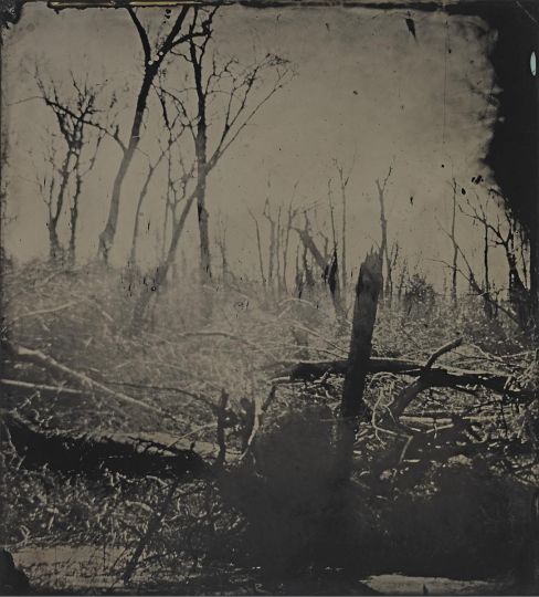 Blackwater 13 2008 - 2012 © Sally Mann - Courtesy of the artist and Gagosian