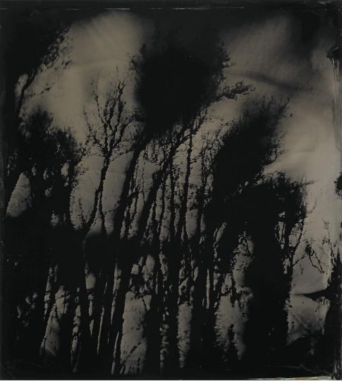 Blackwater 20 2008 - 2012 © Sally Mann - Courtesy of the artist and Gagosian